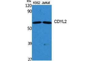Western Blot (WB) analysis of specific cells using CDYL2 Polyclonal Antibody. (CDYL2 抗体  (N-Term))