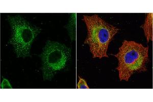 ICC/IF Image GSTP1 antibody [N1N2], N-term detects GSTP1 protein at cytoplasm by immunofluorescent analysis. (GSTP1 抗体  (N-Term))
