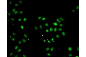Immunofluorescence analysis of MCF7 cells using MORF4L1 antibody. (MORF4L1 抗体  (AA 1-100))