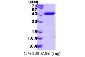 SDS-PAGE (SDS) image for N-Ethylmaleimide-Sensitive Factor Attachment Protein, gamma (NAPG) (AA 1-312) protein (His tag) (ABIN667569) (NAPG Protein (AA 1-312) (His tag))