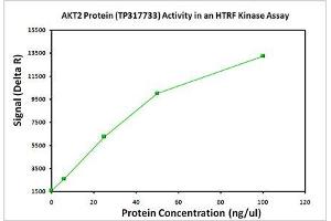 Activity Assay (AcA) image for V-Akt Murine Thymoma Viral Oncogene Homolog 2 (AKT2) (Active) protein (Myc-DYKDDDDK Tag) (ABIN2714519)