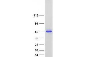 Western Blotting (WB) image for NIF3 NGG1 Interacting Factor 3-Like 1 (NIF3L1) (Transcript Variant 1) protein (Myc-DYKDDDDK Tag) (ABIN2727304)