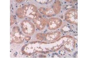 IHC-P analysis of Human Kidney Tissue, with DAB staining. (ATP6AP2 抗体  (AA 17-302))