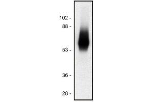 TRIM 抗体  (Intracellular)