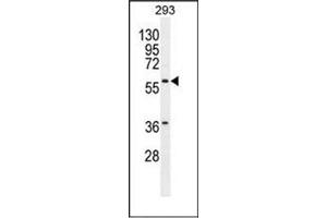 Western blot analysis of Carboxypeptidase A2 Antibody  in 293 cell line lysates (35ug/lane). (Carboxypeptidase A2 抗体  (Middle Region))