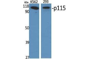 Western Blot (WB) analysis of specific cells using p115 Polyclonal Antibody. (ARHGAP4 抗体  (C-Term))