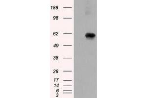 Image no. 7 for anti-Atrial Natriuretic Peptide Receptor 3 (NPR3) antibody (ABIN1499806) (NPR3 抗体)
