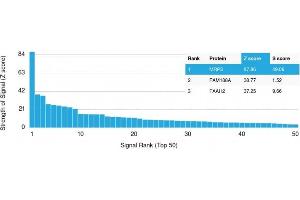 Protein Array (PAr) image for anti-ATP-Binding Cassette, Sub-Family C (CFTR/MRP), Member 3 (ABCC3) (AA 815-957) antibody (ABIN6940972)