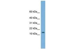 Image no. 1 for anti-Coiled-Coil-Helix-Coiled-Coil-Helix Domain Containing 1 (CHCHD1) (N-Term) antibody (ABIN6745035) (CHCHD1 抗体  (N-Term))