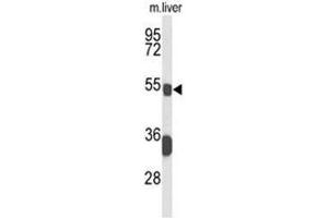 Western blot analysis of BCL3 Antibody (Center) in mouse liver tissue lysates (35µg/lane). (BCL3 抗体  (Middle Region))