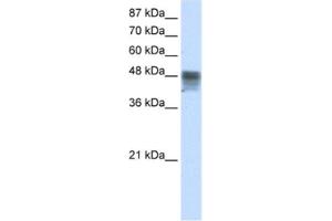 Western Blotting (WB) image for anti-RNA Binding Motif, Single Stranded Interacting Protein 3 (RBMS3) antibody (ABIN2462063) (RBMS3 抗体)