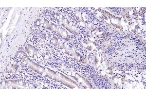 Detection of MUC5B in Human Small intestine Tissue using Monoclonal Antibody to Mucin 5 Subtype B (MUC5B) (MUC5B 抗体  (AA 5653-5762))