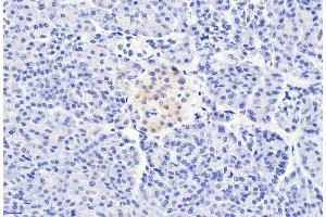 ABIN185407 (6µg/ml) staining of paraffin embedded Human Pancreas. (CCKBR 抗体  (Internal Region))