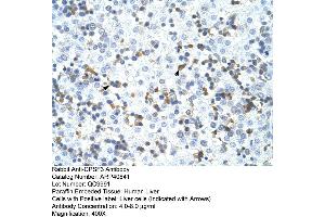 Rabbit Anti-CPSF3 Antibody  Paraffin Embedded Tissue: Human Liver Cellular Data: Liver cells Antibody Concentration: 4. (CPSF3 抗体  (C-Term))