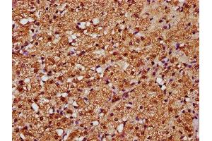 IHC image of ABIN7160232 diluted at 1:388 and staining in paraffin-embedded human adrenal gland tissue performed on a Leica BondTM system. (SMAD3 抗体  (AA 1-230))