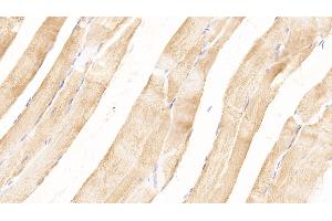 Detection of MYOG in Rat Skeletal muscle Tissue using Polyclonal Antibody to Myogenin (MYOG) (Myogenin 抗体  (AA 4-219))