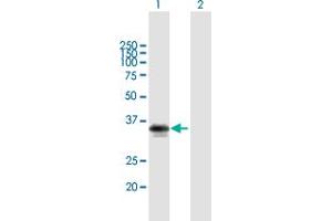 Western Blot analysis of MYD88 expression in transfected 293T cell line by MYD88 MaxPab polyclonal antibody. (MYD88 抗体  (AA 1-296))