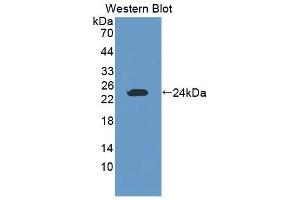Detection of Recombinant GZMK, Mouse using Polyclonal Antibody to Granzyme K (GZMK) (GZMK 抗体  (AA 44-227))