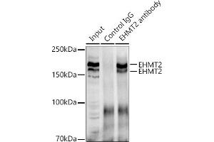 Immunoprecipitation analysis of 300 μg extracts of 293T cells using 3 μg [KO Validated] EHMT2 antibody (ABIN3021840, ABIN3021841, ABIN3021842 and ABIN6216110). (EHMT2 抗体  (AA 877-1176))