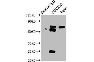 Immunoprecipitating CDC25C in HEK293 whole cell lysate Lane 1: Rabbit control IgG instead of ABIN7127412 in HEK293 whole cell lysate. (Recombinant CDC25C 抗体)