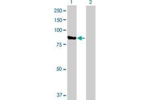 Western Blot analysis of VAC14 expression in transfected 293T cell line by VAC14 MaxPab polyclonal antibody. (VAC14 抗体  (AA 1-782))