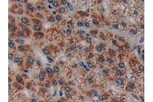 Immunohistochemistry (IHC) image for anti-Corticotropin Releasing Hormone (CRH) (AA 40-195) antibody (ABIN7429697)