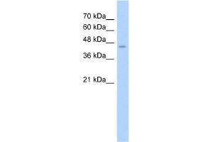 WB Suggested Anti-ASS Antibody Titration:  2. (ASS1 抗体  (N-Term))