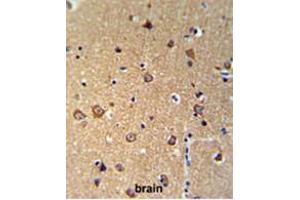 ANKH Antibody (C-term) IHC analysis in formalin fixed and paraffin embedded brain tissue followed by peroxidase conjugation of the secondary antibody and DAB staining. (ANKH 抗体  (C-Term))