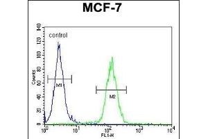 USF1 Antibody (Center) (ABIN655030 and ABIN2844661) flow cytometric analysis of MCF-7 cells (right histogram) compared to a negative control cell (left histogram).