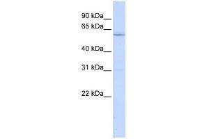 LRRC15 antibody used at 1 ug/ml to detect target protein. (LRRC15 抗体  (N-Term))