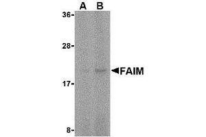 Western blot analysis of FAIM in human spleen tissue lysate with AP30328PU-N FAIM antibody at (A) 5 and (B) 10 μg/ml. (FAIM 抗体  (C-Term))