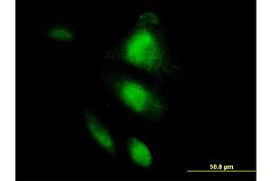 Immunofluorescence of monoclonal antibody to HSPA2 on HepG2 cell. (HSPA2 抗体  (AA 1-639))