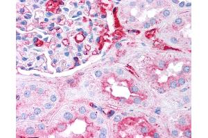 Anti-Fibrinogen antibody IHC of human kidney. (Fibrinogen 抗体)