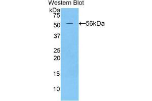 Western Blotting (WB) image for anti-Netrin 1 (NTN1) (AA 313-565) antibody (ABIN1860069) (Netrin 1 抗体  (AA 313-565))