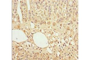Immunohistochemistry of paraffin-embedded human adrenal gland tissue using ABIN7153645 at dilution of 1:100 (GAS2L1 抗体  (AA 130-400))