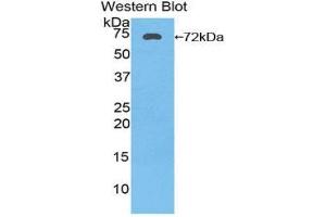 Western Blotting (WB) image for anti-Heat Shock 70kDa Protein 1A (HSPA1A) (AA 1-641) antibody (ABIN1174202) (HSP70 1A 抗体  (AA 1-641))