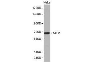 Western Blotting (WB) image for anti-Activating Transcription Factor 2 (ATF2) antibody (ABIN1871128) (ATF2 抗体)