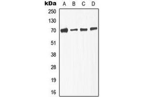 Western blot analysis of TGFBR2 (pS225) expression in A549 (A), NIH3T3L1 (B), KNRK (C), HepG2 (D) whole cell lysates. (TGFBR2 抗体  (pSer225))