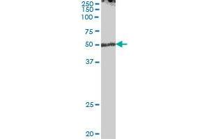 ENPP7 MaxPab polyclonal antibody. (ENPP7 抗体  (AA 1-458))