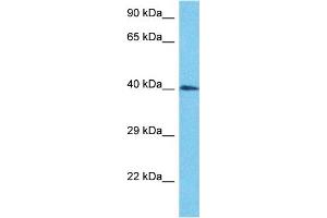 Host:  Rabbit  Target Name:  MYCLP1  Sample Type:  HepG2 Whole Cell lysates  Antibody Dilution:  1.