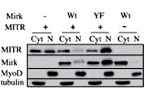 Immunoblots for HDAC9 polyclonal antibody , Mirk, MyoD and tubulin proteins are shown for cytoplasmic (Cyt) and nuclear (N) extracts from undifferentiated C2C12 myoblasts. (HDAC9 抗体  (N-Term))