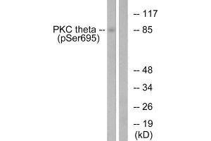 Western Blotting (WB) image for anti-Protein Kinase C, theta (PRKCQ) (pSer695) antibody (ABIN1847342) (PKC theta 抗体  (pSer695))