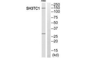 Western blot analysis of extracts from K562 cells, using SH3TC1 antibody. (SH3TC1 抗体)