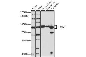 Western blot analysis of extracts of various cell lines, using LETM1 antibody  at 1:1000 dilution. (LETM1 抗体  (AA 1-140))