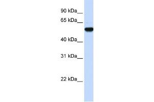 WB Suggested Anti-EEF1A2 Antibody Titration:  0. (EEF1A2 抗体  (Middle Region))