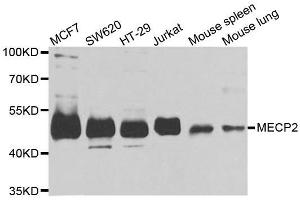 Western blot analysis of extracts of various cell lines, using MECP2 antibody. (MECP2 抗体  (AA 1-100))