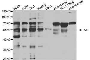 Western blot analysis of extracts of various cell lines, using HTR2B antibody (ABIN5973312) at 1/1000 dilution. (Serotonin Receptor 2B 抗体)