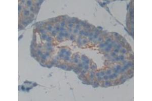 Figure. (CD40 抗体  (AA 24-193))