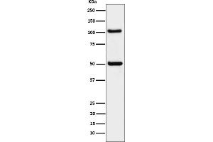 Western blot analysis of ORP1 expression in 293 cell lysate.