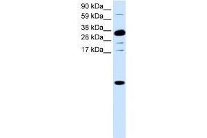 WB Suggested Anti-CXCL1 Antibody Titration:  0. (CXCL1 抗体  (Middle Region))